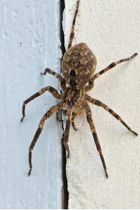 <i>Zoropsis spinimana</i>
