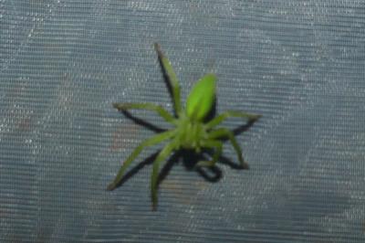 <i>Micrommata ligurina</i>