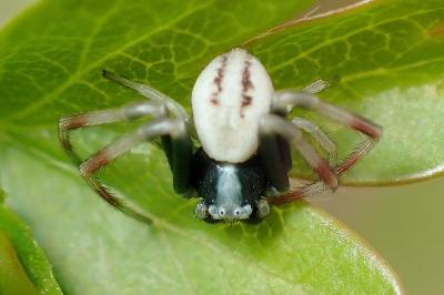 <i>Misumena vatia</i>