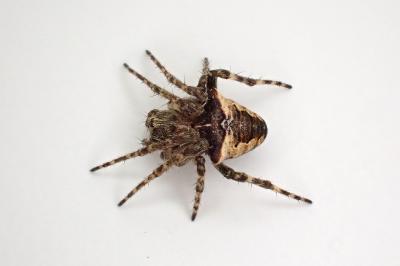 <i>Gibbaranea bituberculata</i>