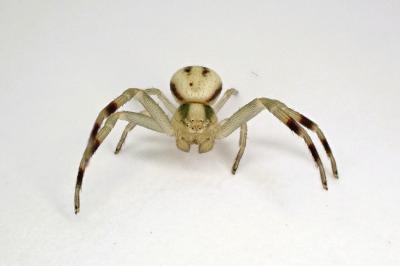 <i>Misumena vatia</i>