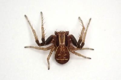 <i>Xysticus ulmi</i>
