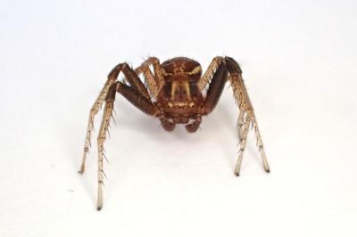 <i>Xysticus ulmi</i>