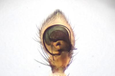 <i>Xysticus ulmi</i>