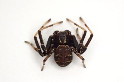 <i>Xysticus kempeleni</i>