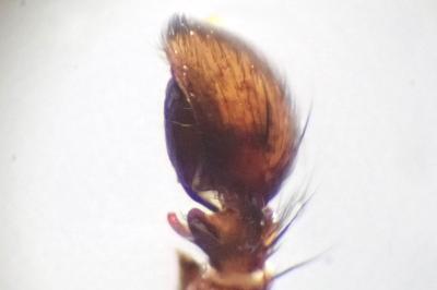 <i>Xysticus kempeleni</i>