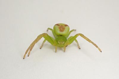 <i>Ebrechtella tricuspidata</i>