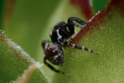 <i>Pseudeuophrys erratica</i>