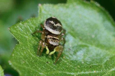 <i>Heliophanus tribulosus</i>