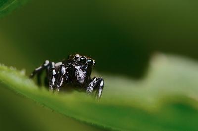 <i>Heliophanus kochii</i>