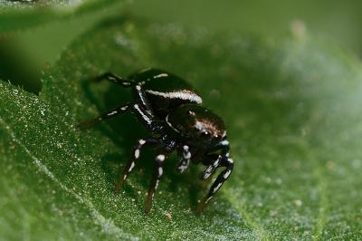 <i>Heliophanus kochii</i>