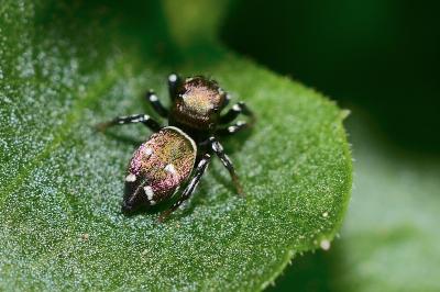 <i>Heliophanus kochii</i>