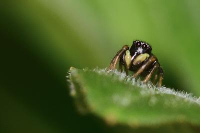<i>Heliophanus cupreus</i>