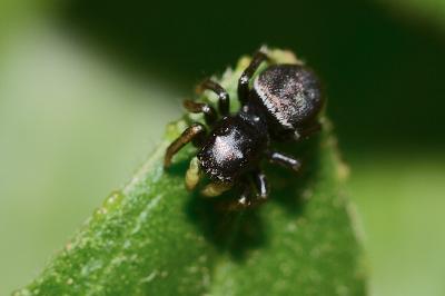 <i>Heliophanus cupreus</i>