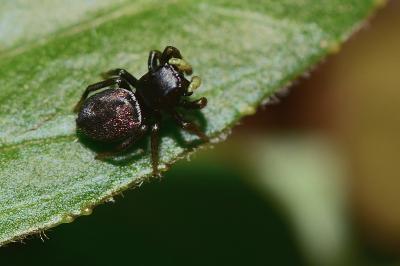 <i>Heliophanus cupreus</i>