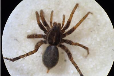 <i>Trochosa terricola</i>