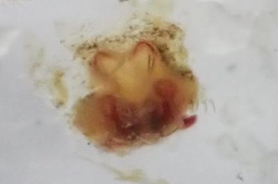 <i>Trochosa terricola</i>