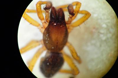 <i>Clubiona comta</i>