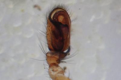 <i>Clubiona comta</i>