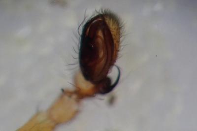 <i>Clubiona comta</i>
