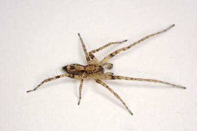 <i>Anyphaena accentuata</i>