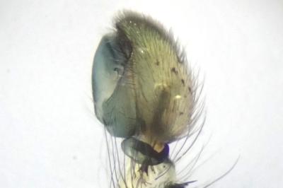 <i>Anyphaena accentuata</i>