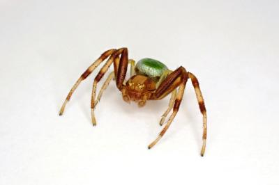 <i>Ebrechtella tricuspidata</i>