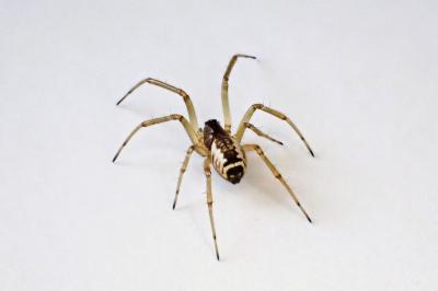 <i>Frontinellina frutetorum</i>