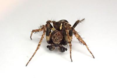 <i>Gibbaranea bituberculata</i>