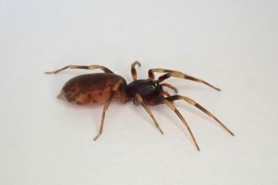 <i>Harpactea hombergi</i>