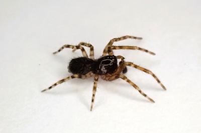 <i>Lathys humilis</i>