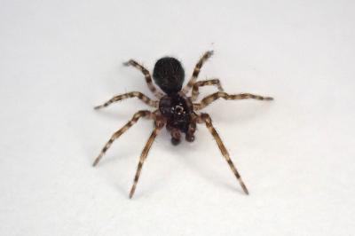 <i>Lathys humilis</i>