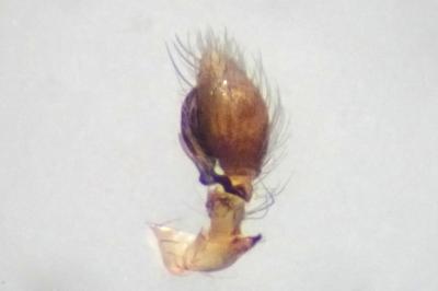 <i>Lathys humilis</i>