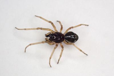 <i>Pachygnatha degeeri</i>
