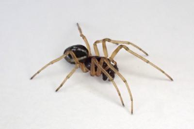 <i>Pachygnatha degeeri</i>