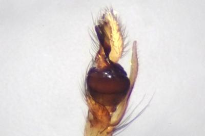<i>Pachygnatha degeeri</i>