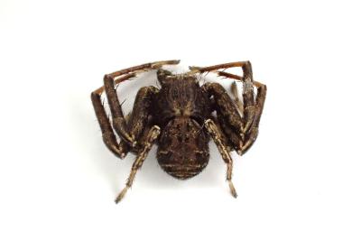 <i>Xysticus acerbus</i>