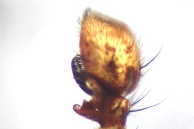 <i>Xysticus acerbus</i>