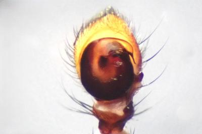 <i>Xysticus acerbus</i>