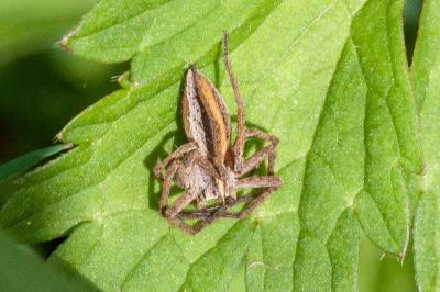 <i>Pisaura mirabilis</i>