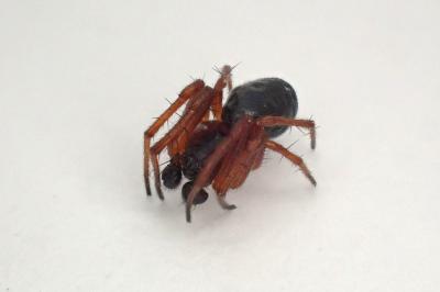 <i>Hypsosinga pygmaea</i>