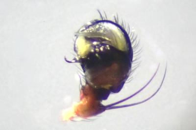 <i>Hypsosinga pygmaea</i>