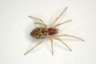 <i>Nigma flavescens</i>