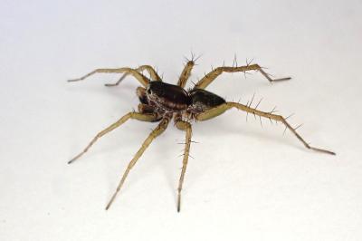 <i>Pardosa nigriceps</i>