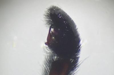 <i>Pardosa nigriceps</i>
