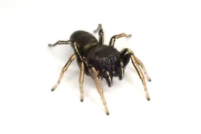 <i>Heliophanus cupreus</i>