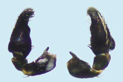 <i>Heliophanus cupreus</i>