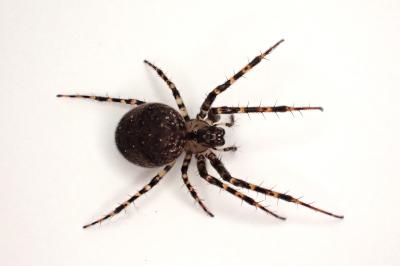 <i>Metellina merianae</i>