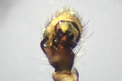<i>Ozyptila praticola</i>
