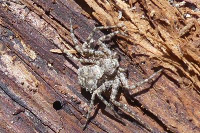 <i>Philodromus</i>